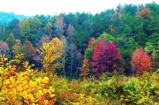 Red Maple Forest Park